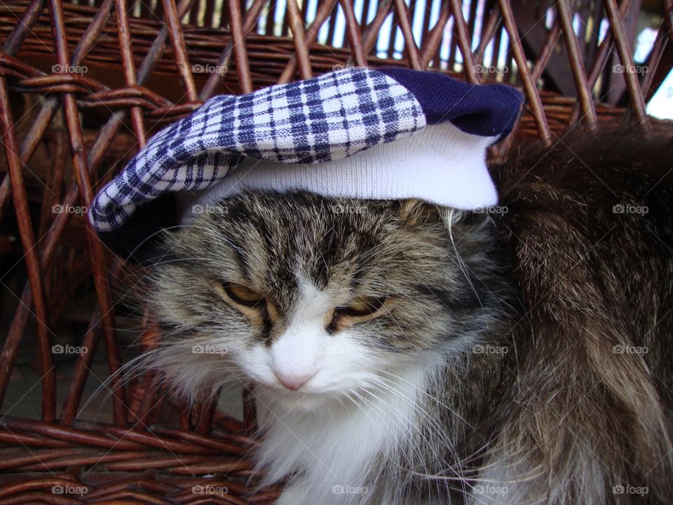 Cat in the hat. 