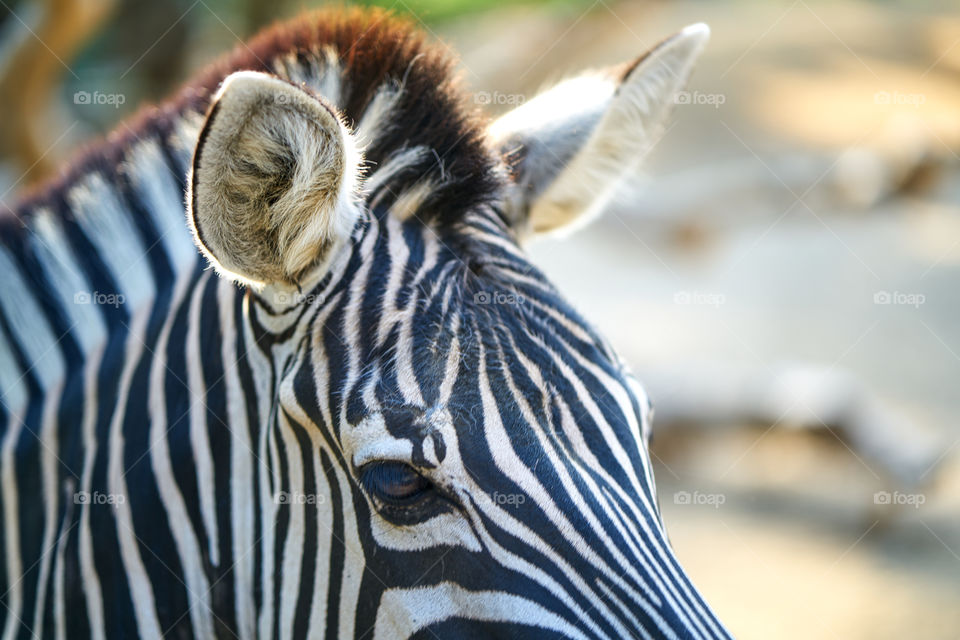 Extreme close-up of zebra