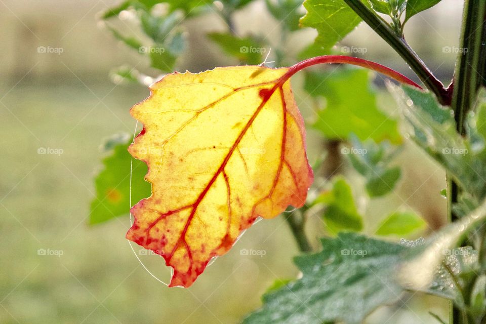 The first leaf to show that summer is leaving by its brilliant yellow and red color