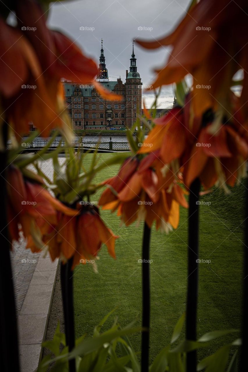 Castle and orange flowers