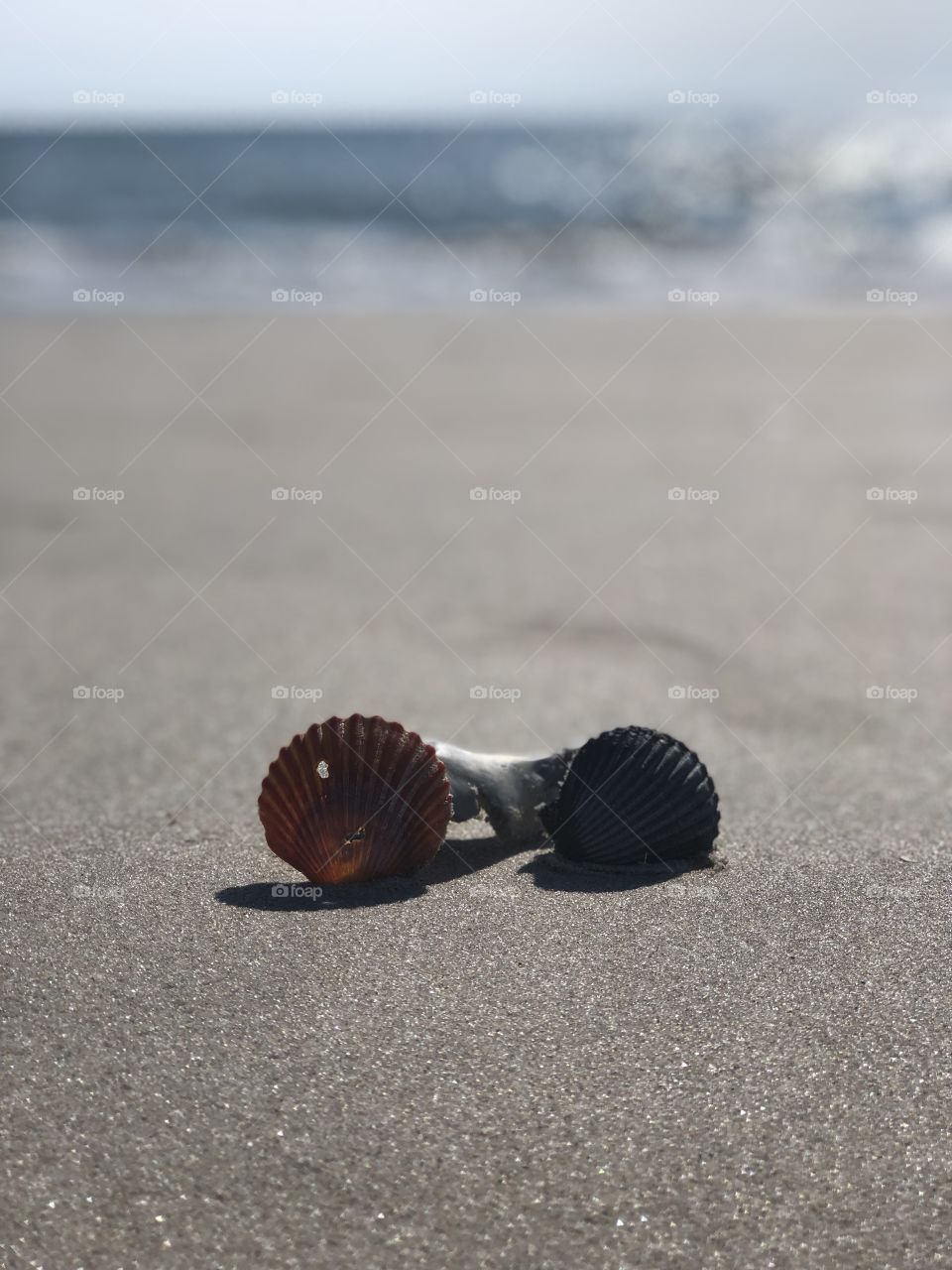 Seashells by the seashore. Corolla, NC