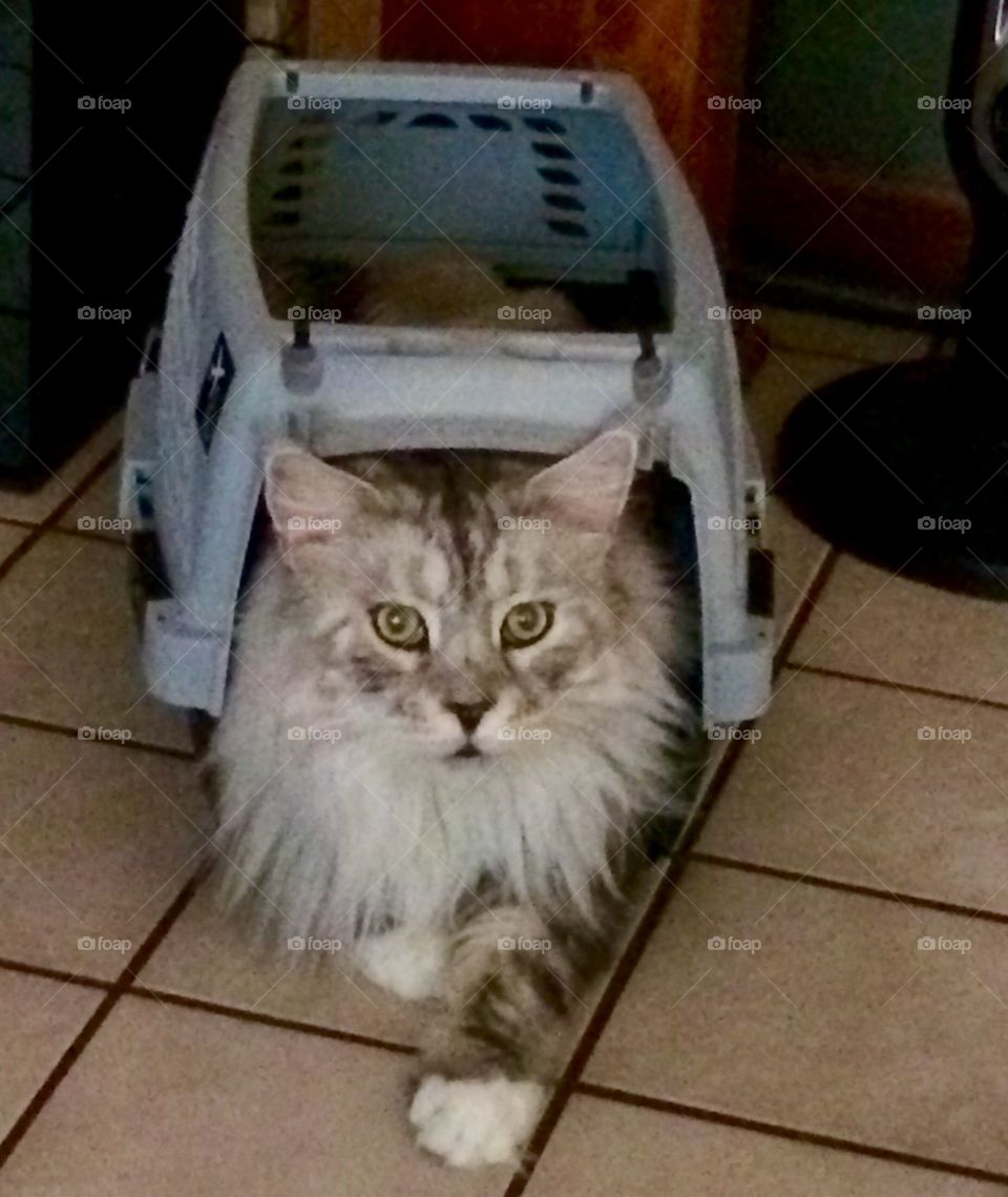 Does this carrier make my butt look big ???