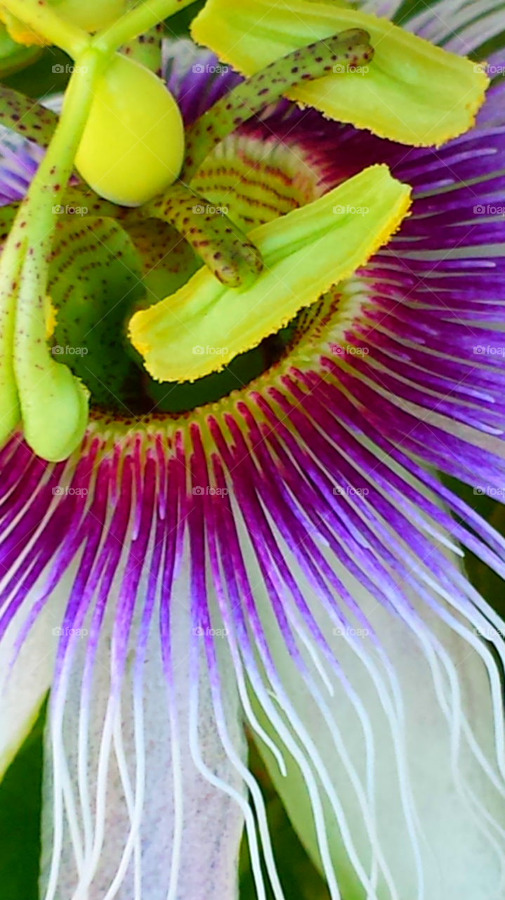 "Passion Flower"