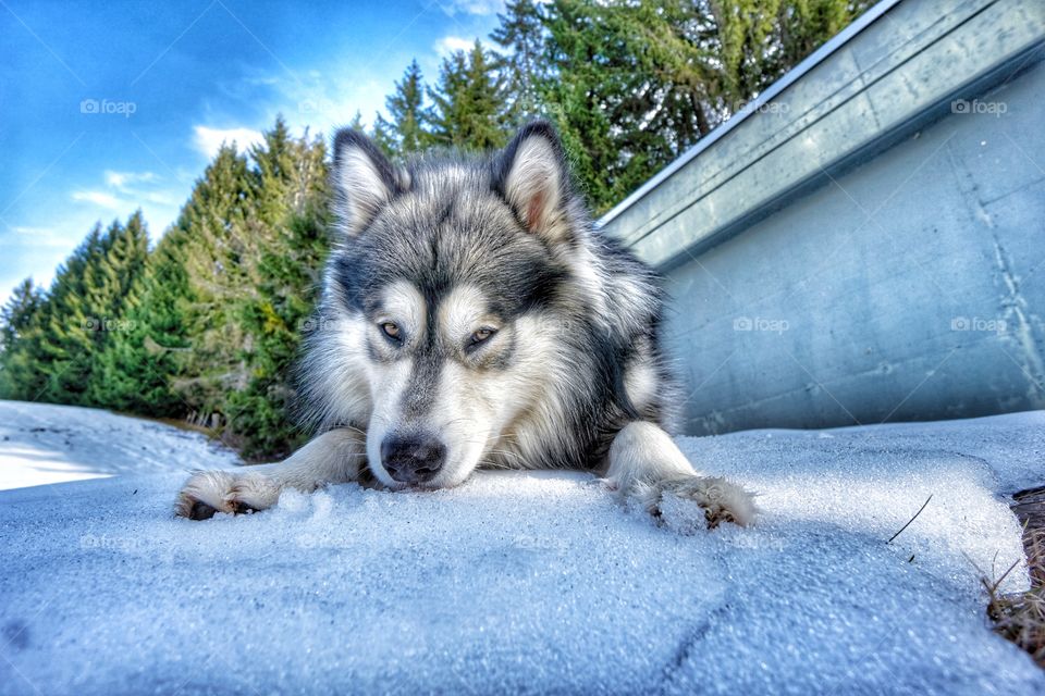 Look me in the eyes little wolf