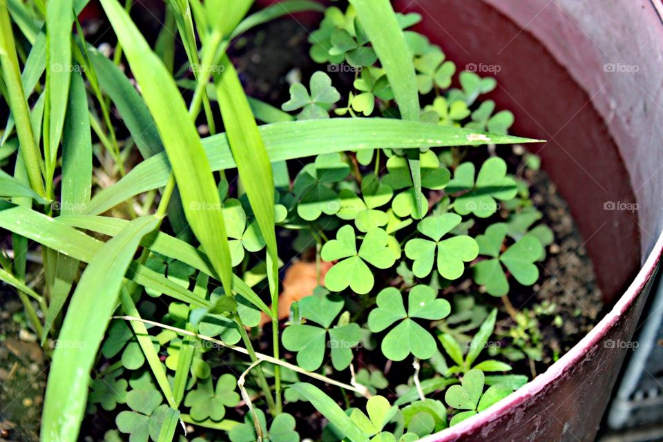 Flora, Leaf, Garden, Nature, Growth