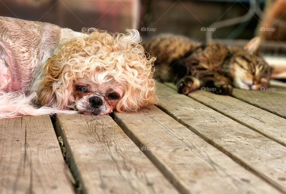 a dog and a cat lie together. the dog is a small dog with plenty of curls white and cinnamon fur. the cat is a tabby cat. it is on a back porch with thick wood planks. the cat and the dog are exhausted. the cat and the dog are best friends