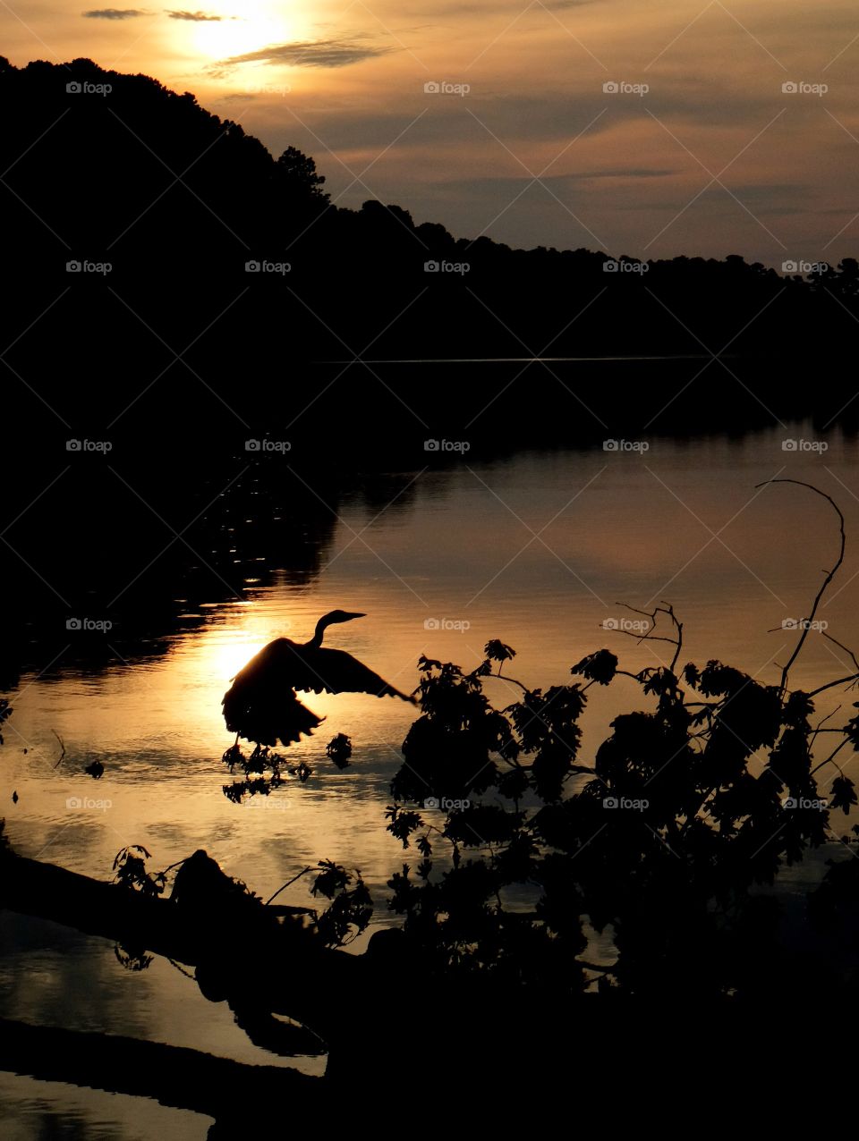 A great blue heron flies from its roost as the sun rises over Lake Johnson Park in Raleigh North Carolina. 