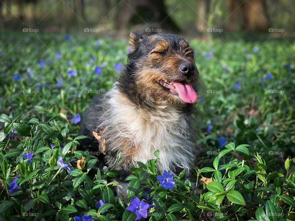 Happy dog in the forest 