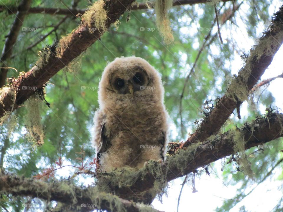 Spotted owl fledgling