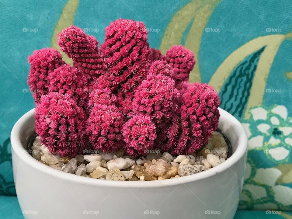 Shocking pink cactus.