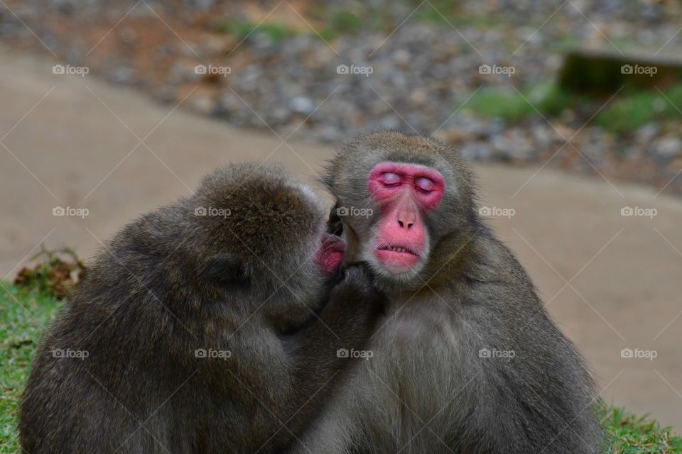 Grooming Japanese macaques