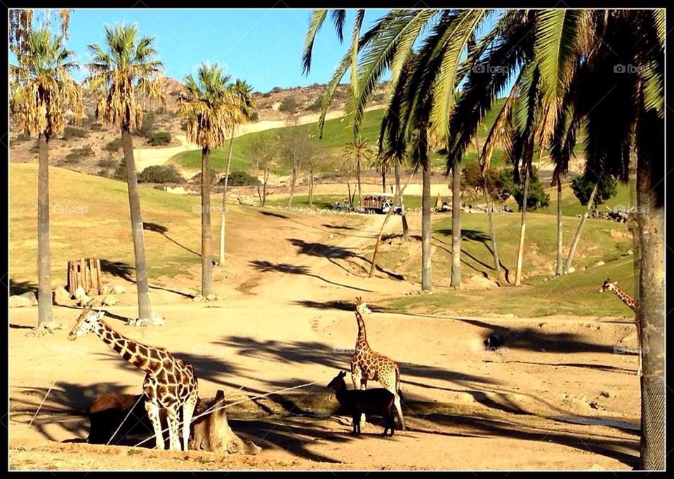 Giraffes at Wildlife Park