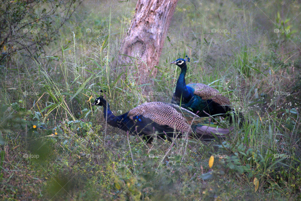 Two peacocks in the forest, make an interesting  composition.