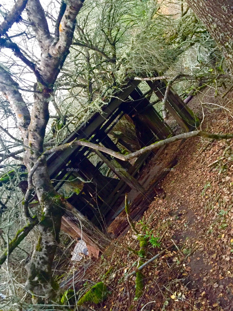Wood, Tree, No Person, Abandoned, Nature