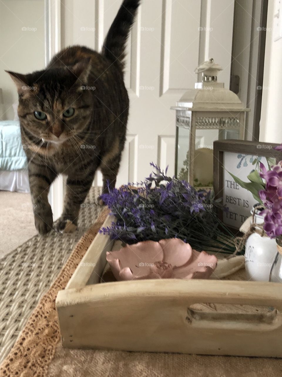 At it again curious kitty 