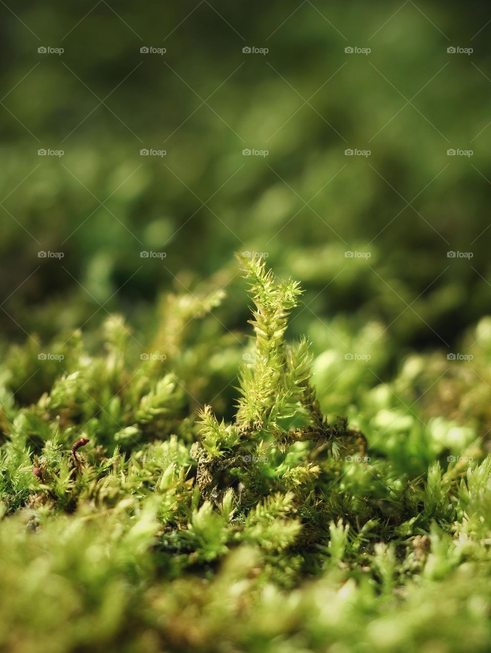 Macro of moss