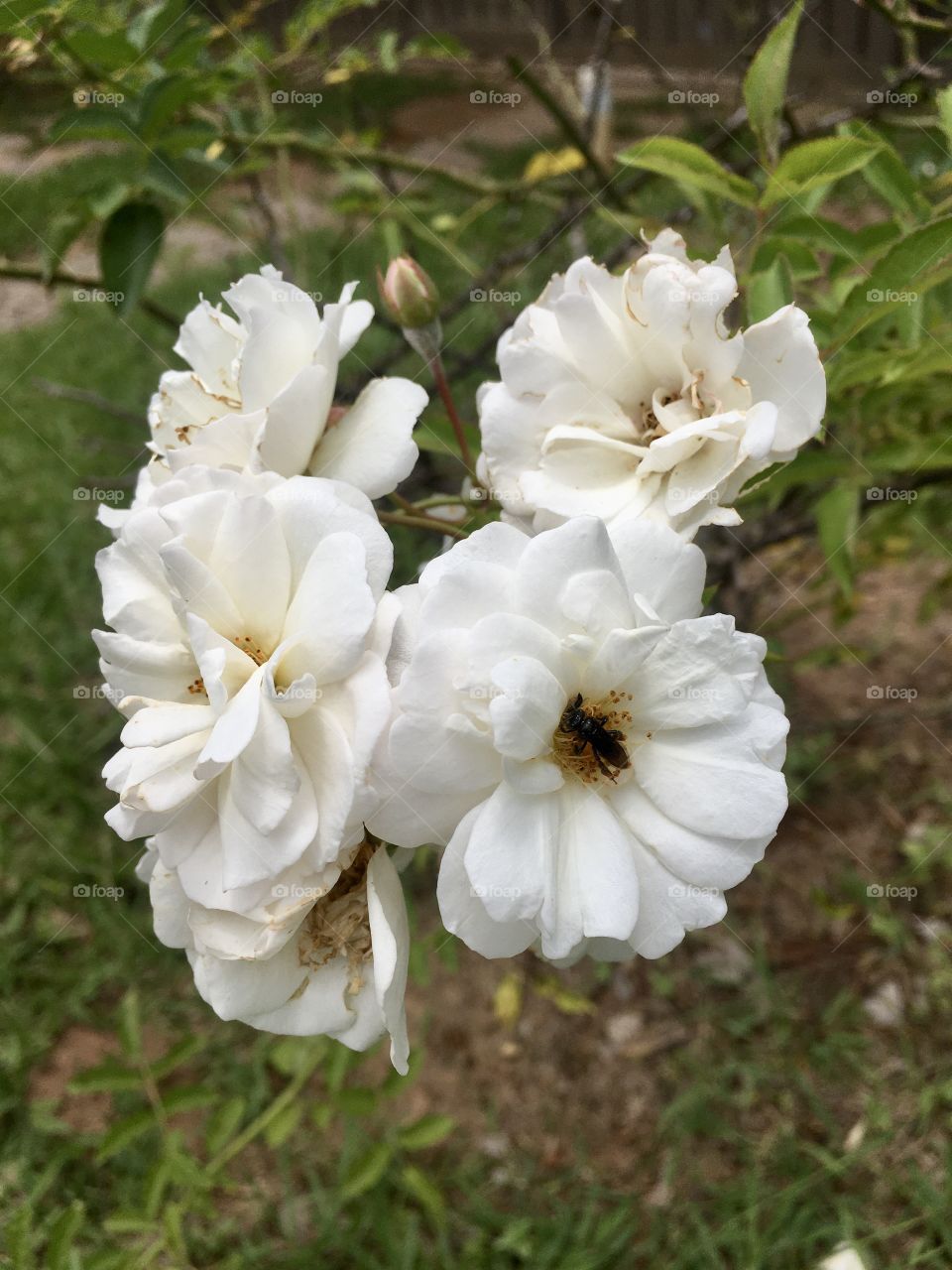 🌼#Flores do nosso #jardim, para alegrar e embelezar nosso dia!
#Jardinagem é nosso #hobby.
🌸 🌹 
#flor #flowers #flower #pétalas #garden #natureza #nature #flora #photography #fotografia