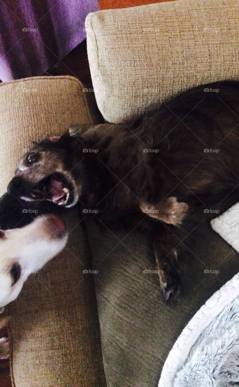 Dachshund & Labrador love