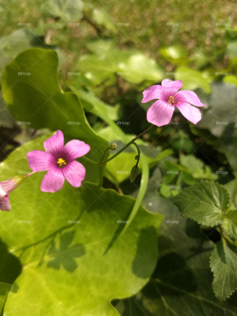 pink Flower