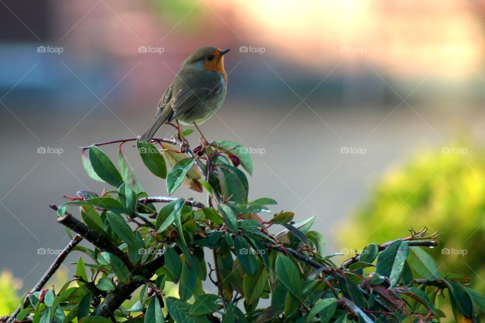 robin-a small bird with a big voice ;)