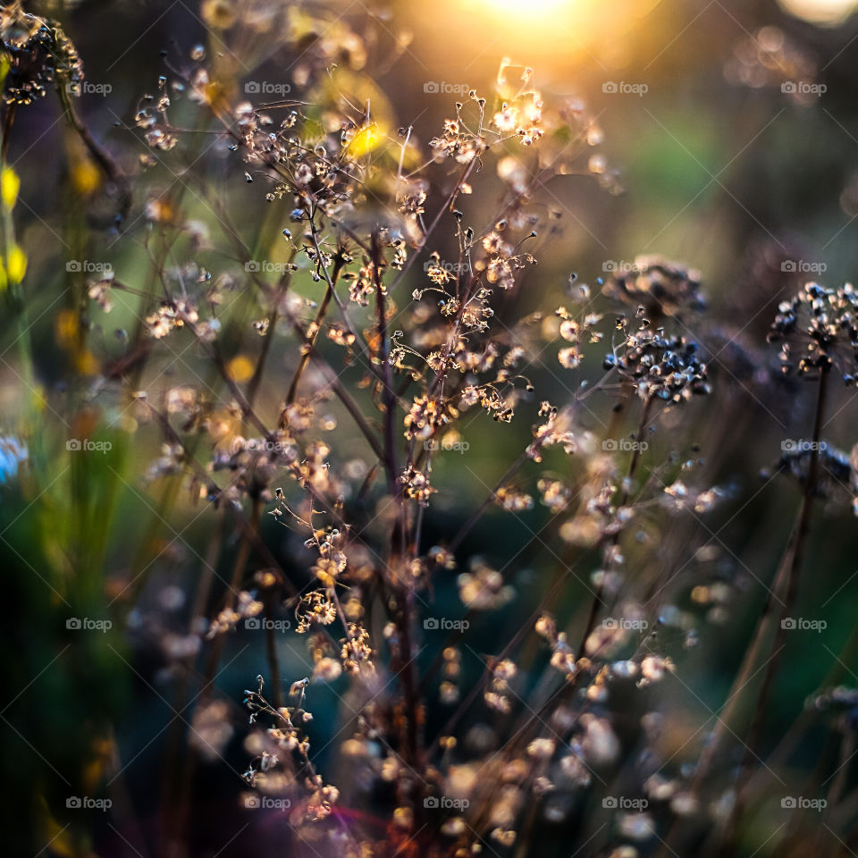 autumn colours and light