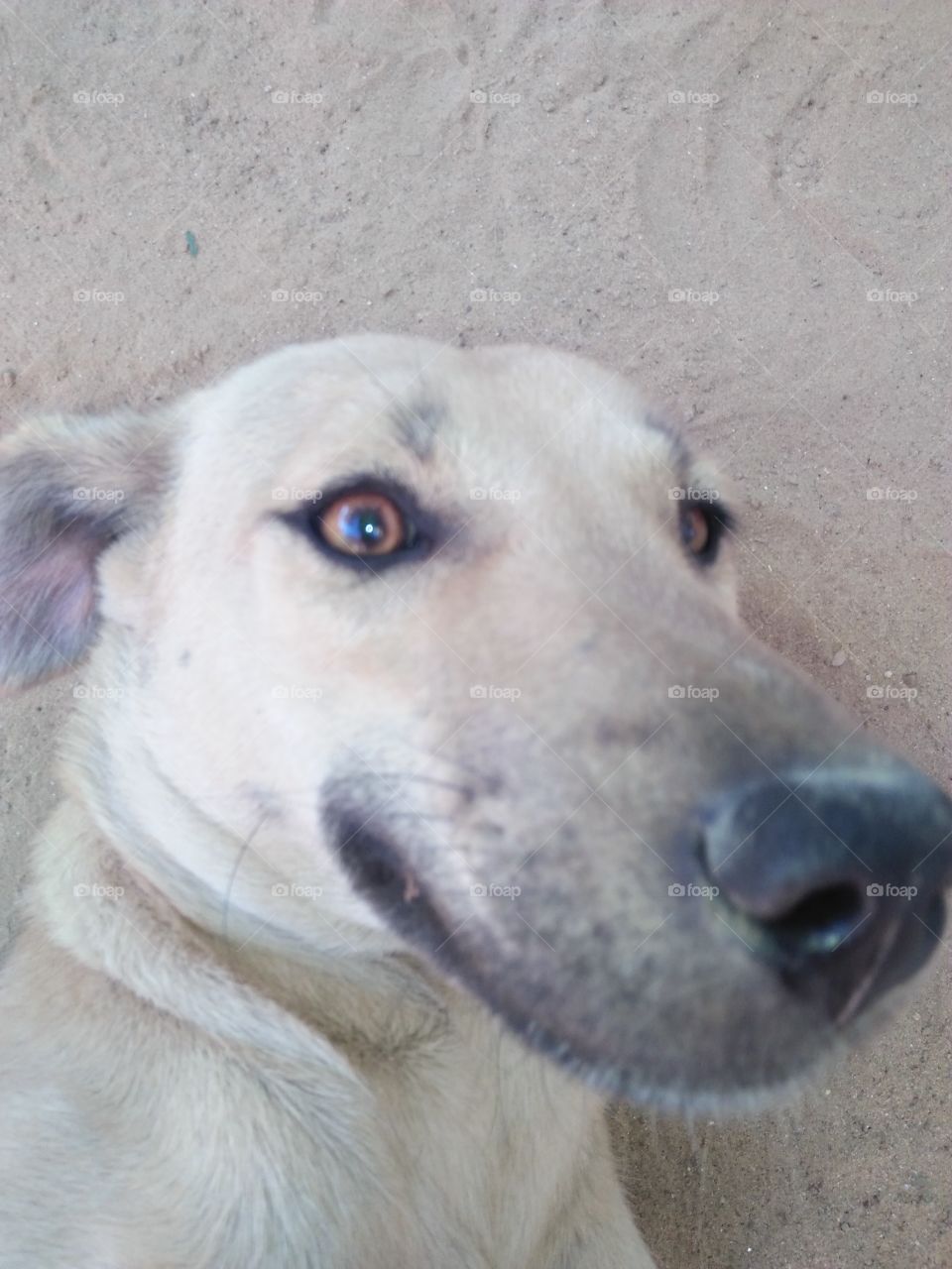 indian dog funny face