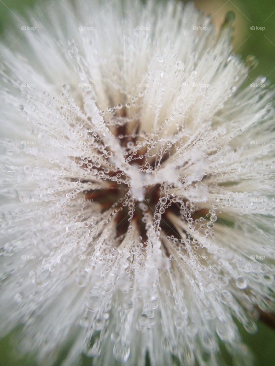 nature dandelion flower macro by Elina