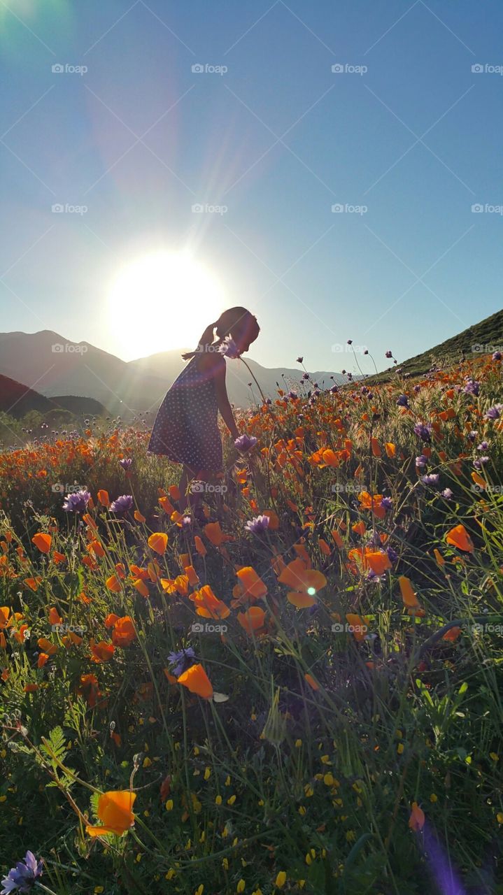 flower field silloete