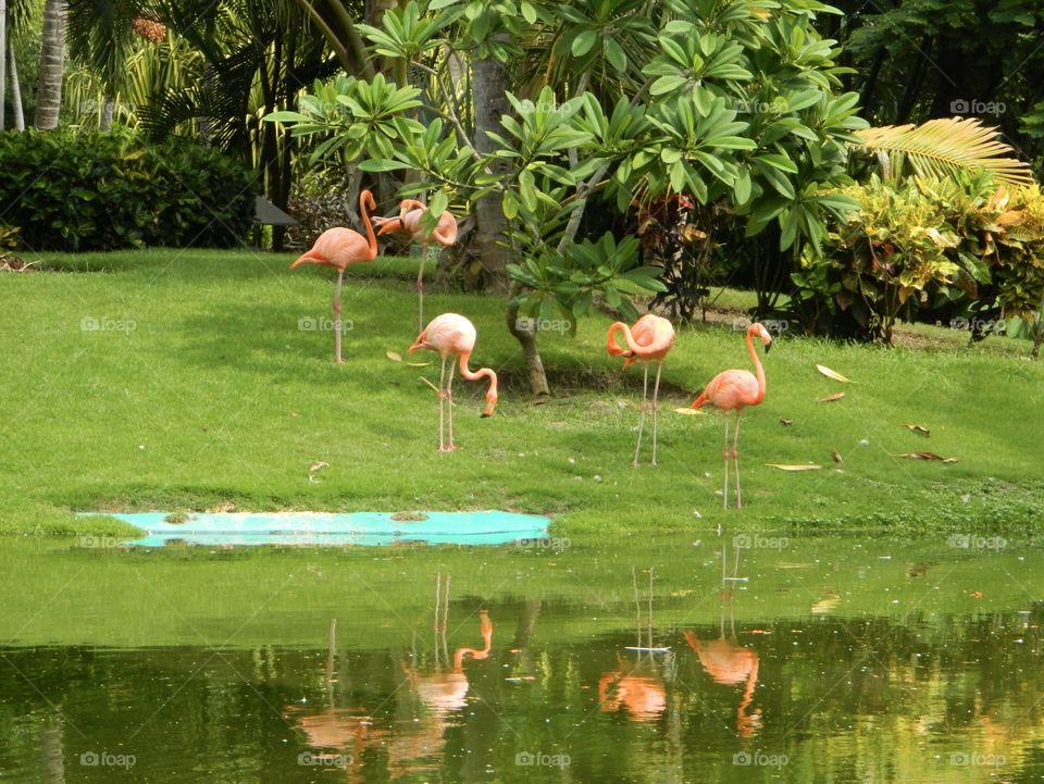 Flamingo by the lake in the Dominican 
