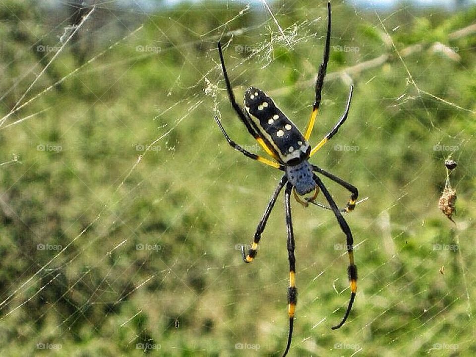 spider