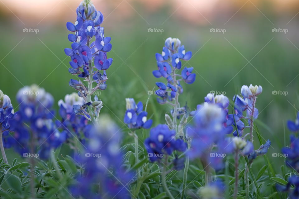 Blue flowers blooming in grass