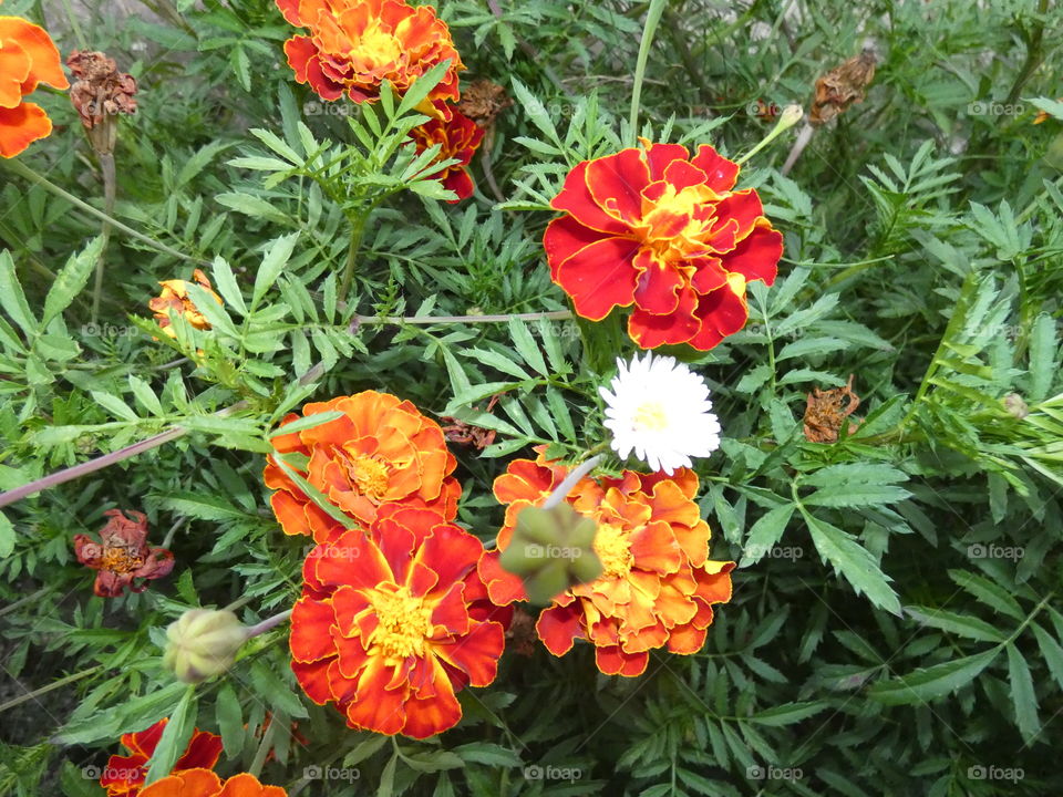marigold, orange flower