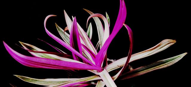 Color: Purple