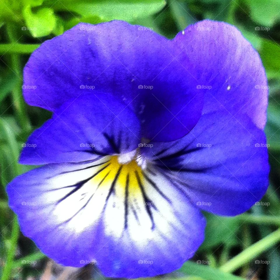 Pansy in bloom