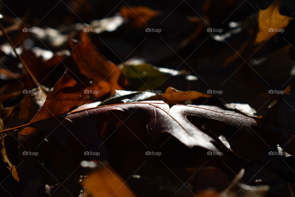 Sun on an autumn oak leaf 