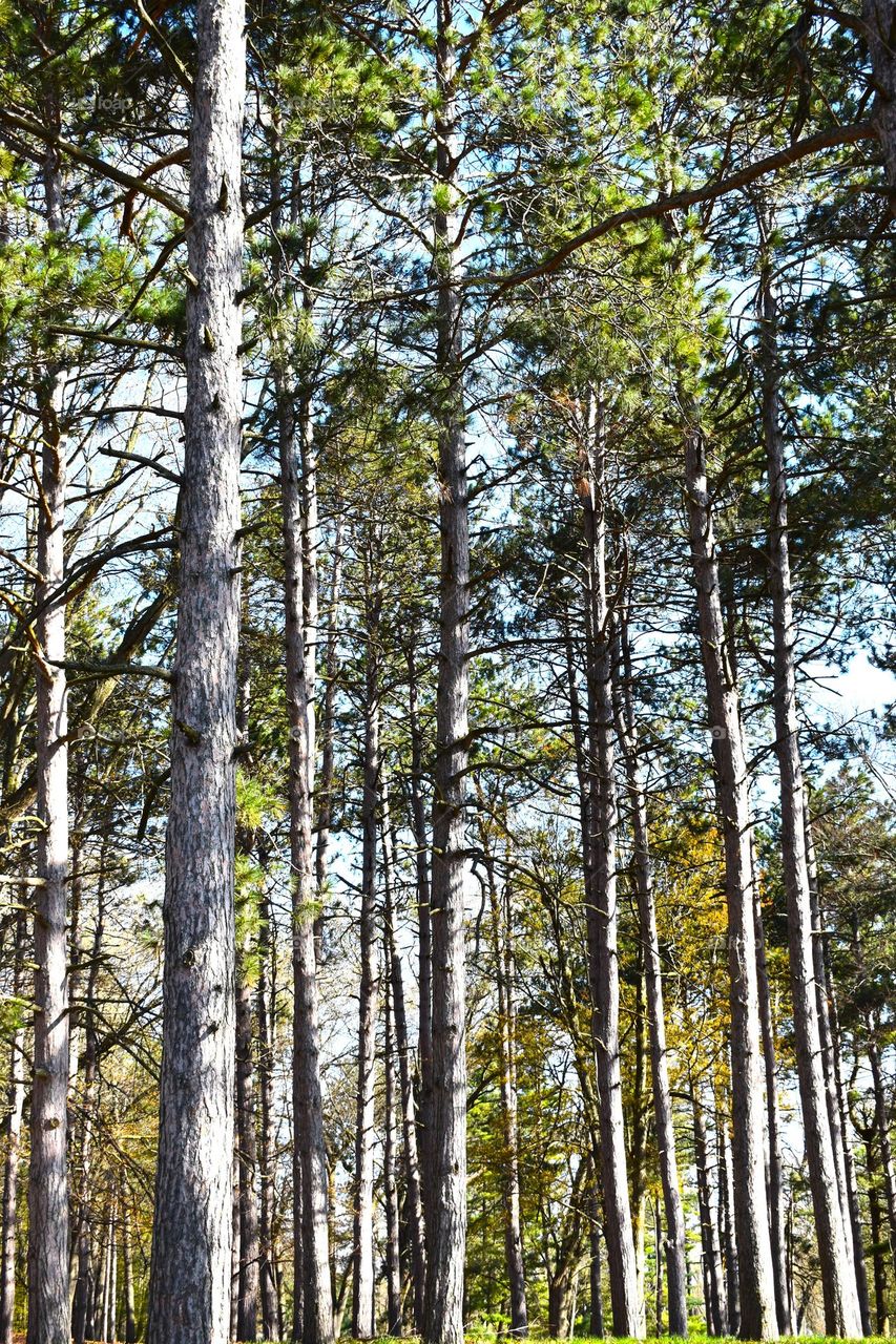 Huge trees in the forest being hit with the morning sun