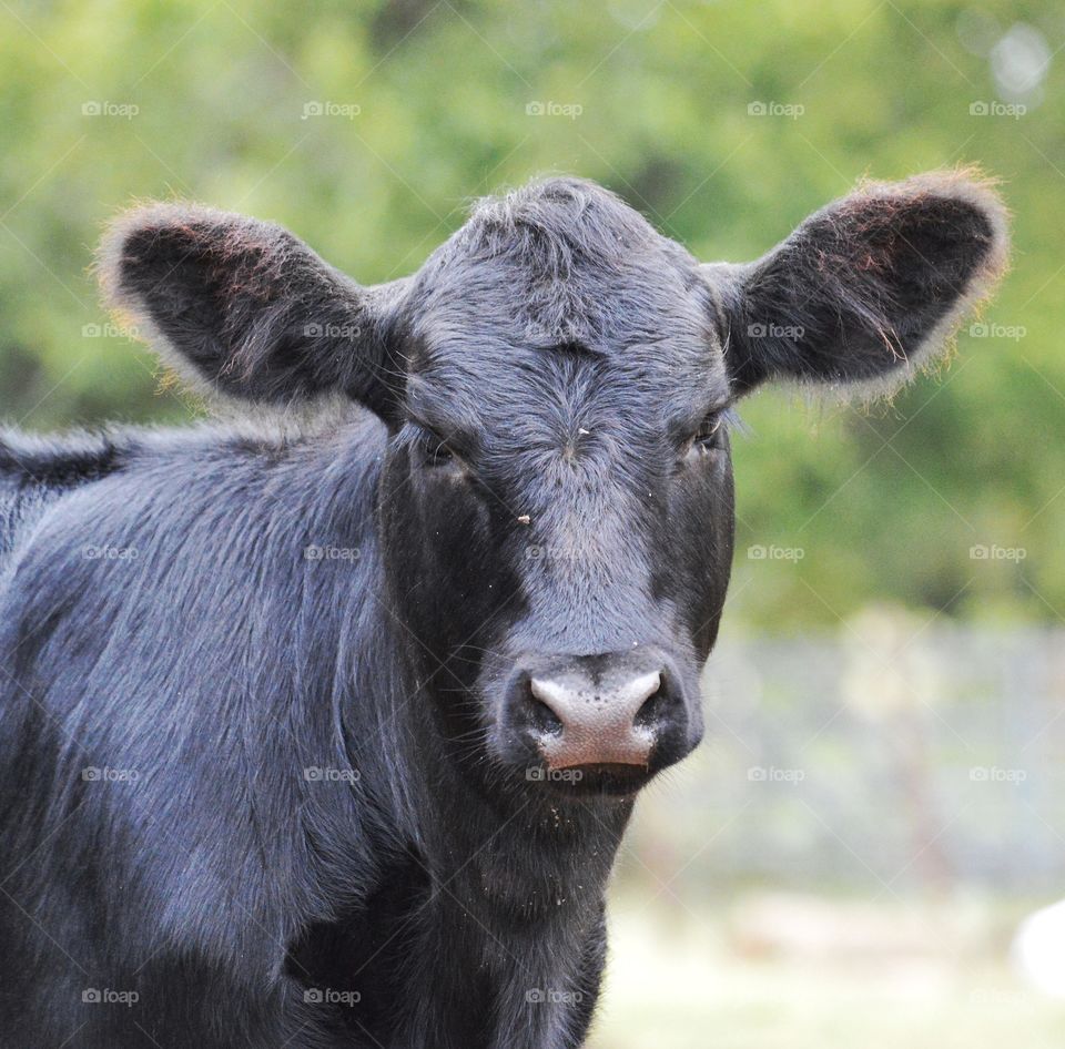 Close up of black calf