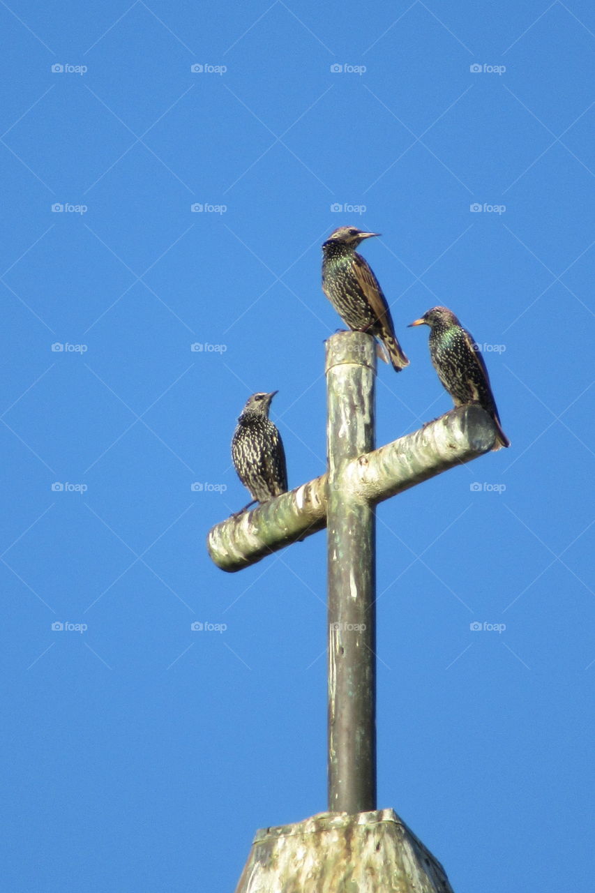 Church birds