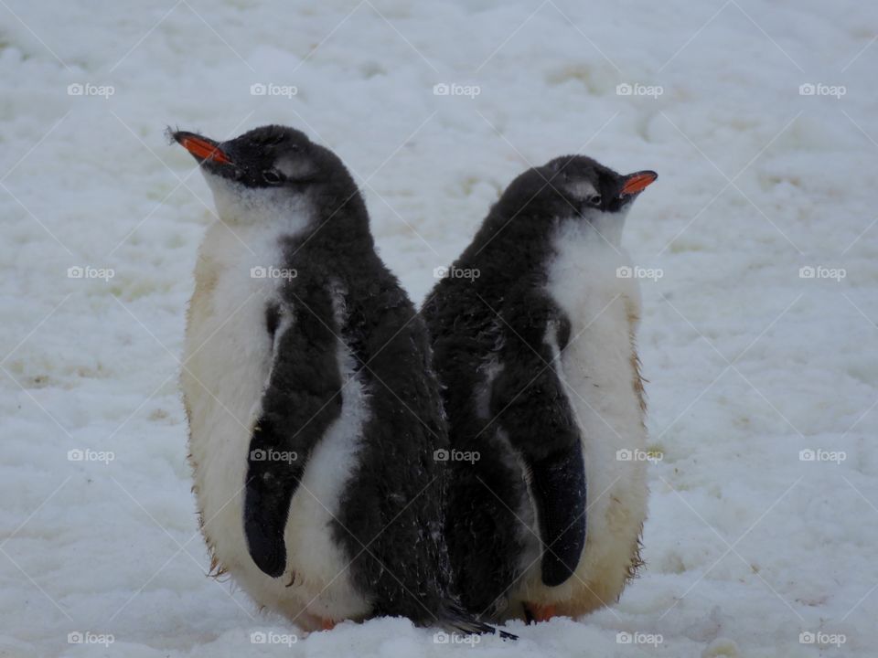 Back to Back Gentoo Penguins