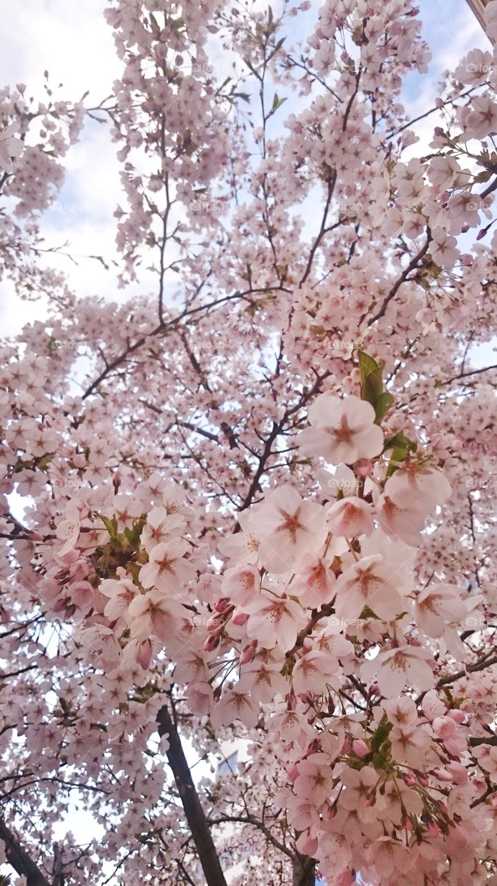 Low angle view of flowers