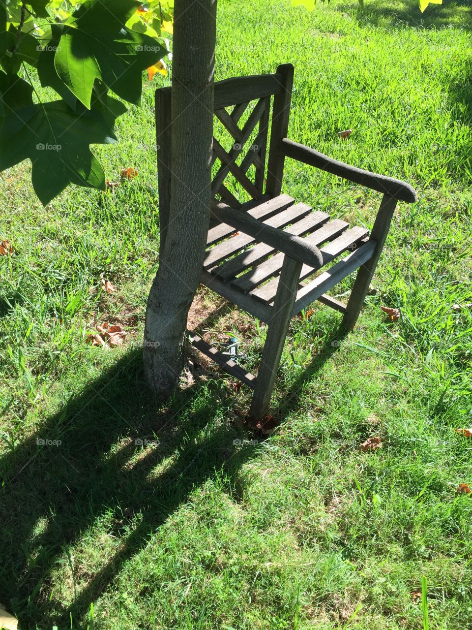 Empty chair under a tree