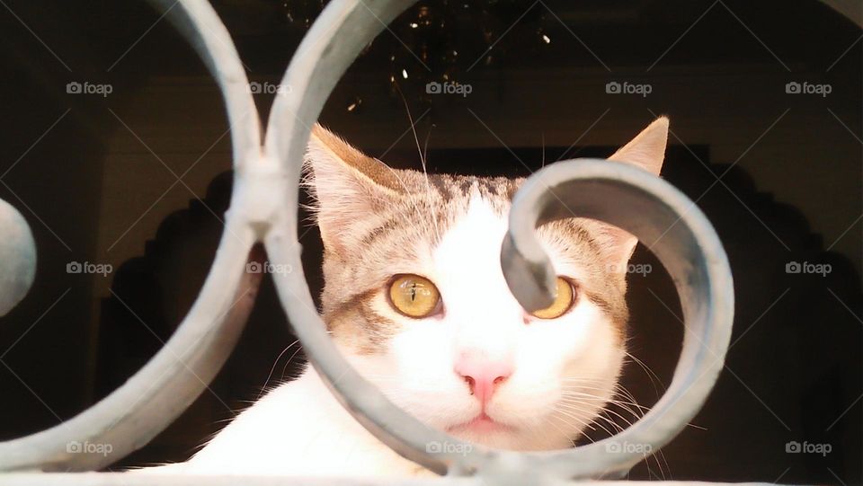 Beautiful cat looking out the window.