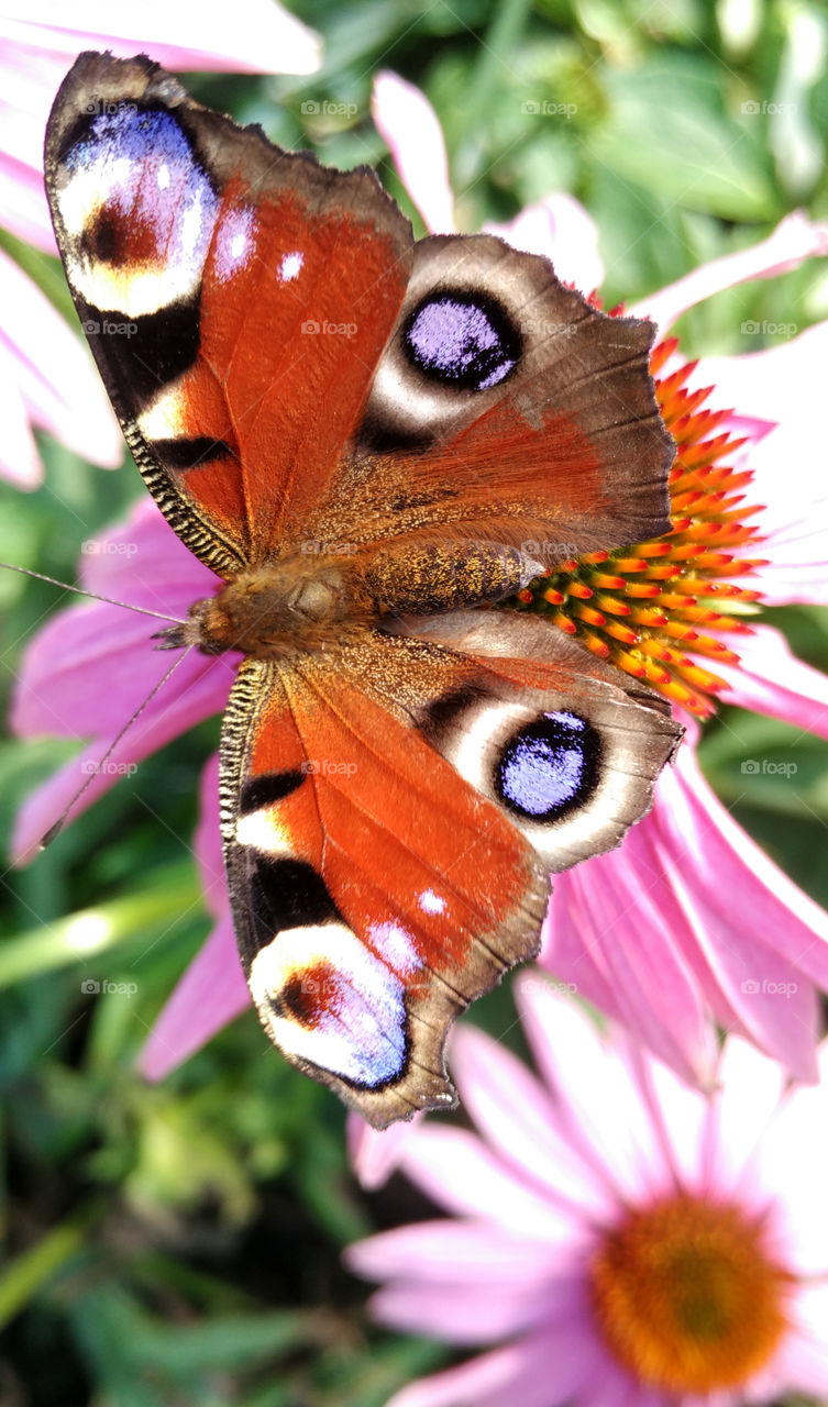 butterfly on the flower