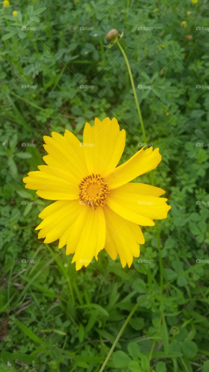 Elevated view of yellow flower