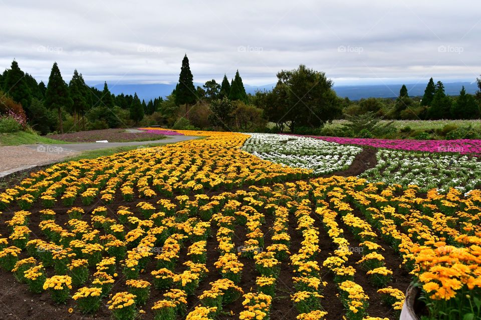 Flower fields