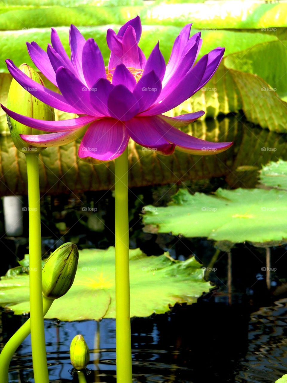 Close-up of lotus water lily