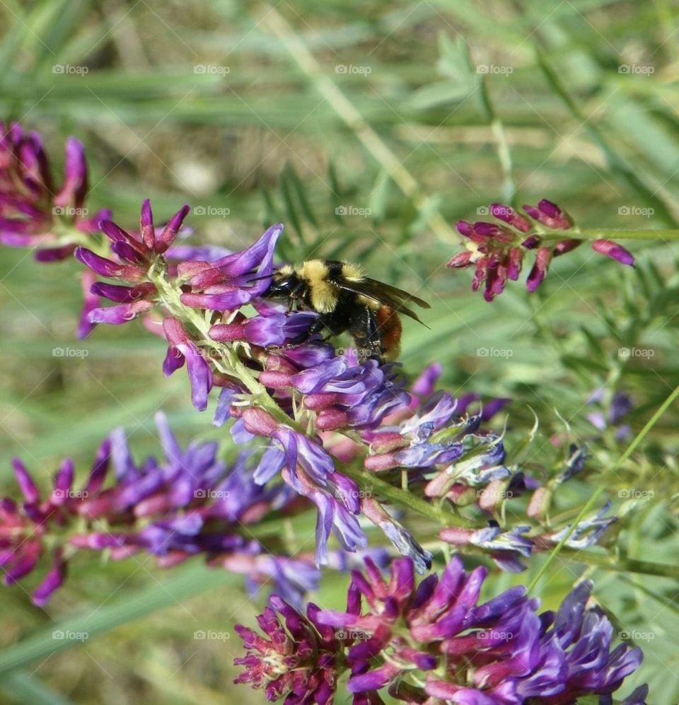 This big, yellow and black bee was pollinating this purple flowered bush and I had to take a shot for my nature portfolio, simply stunning!