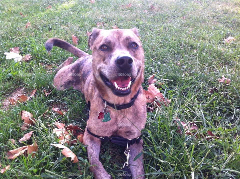 Dog smiling on grass