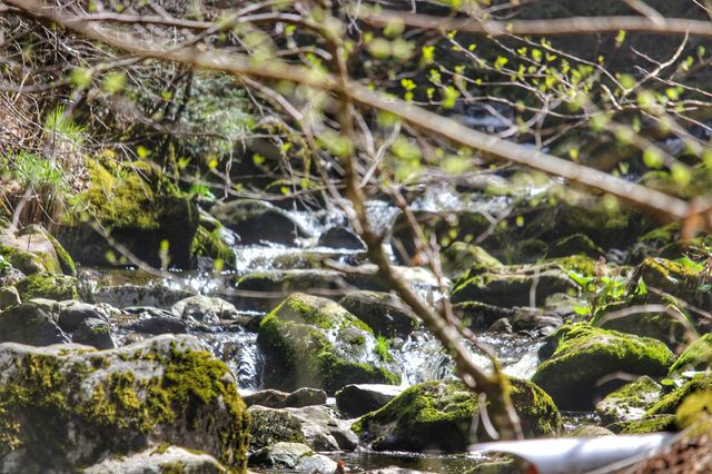 Der Bachlauf