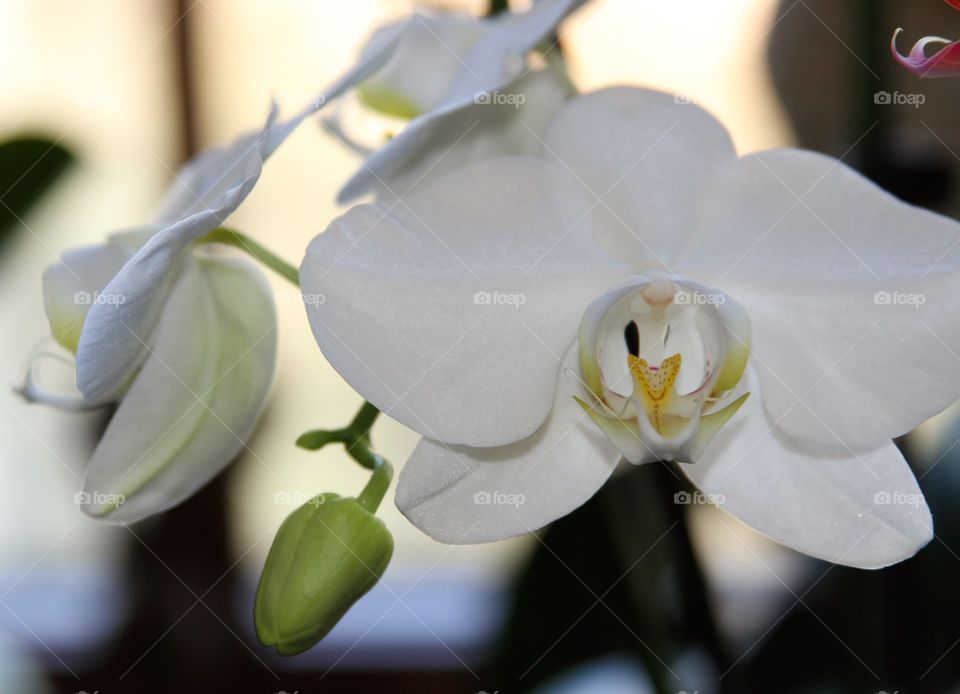 white orchid.